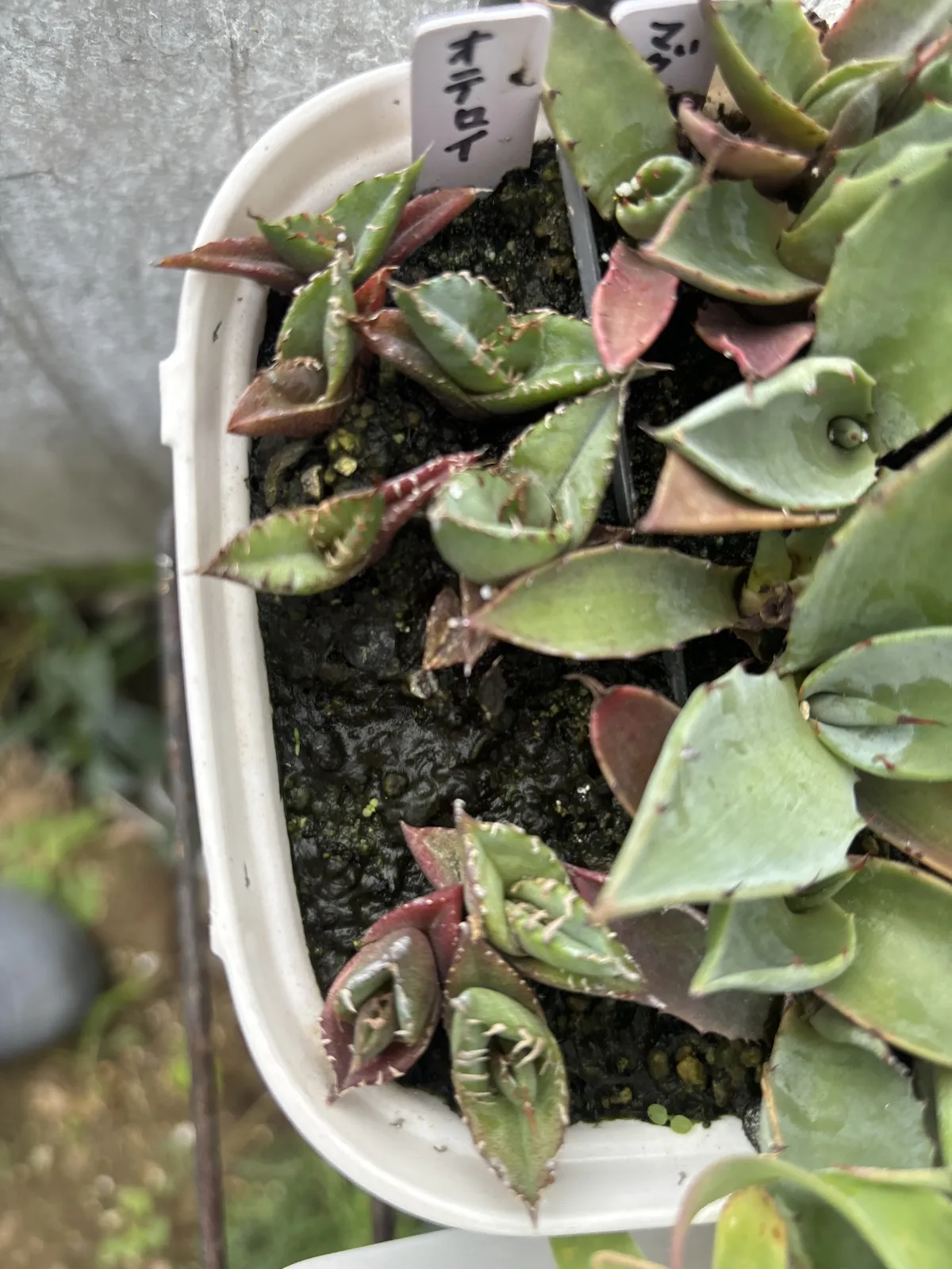 Agave oteroi (アガベ オテロイ)