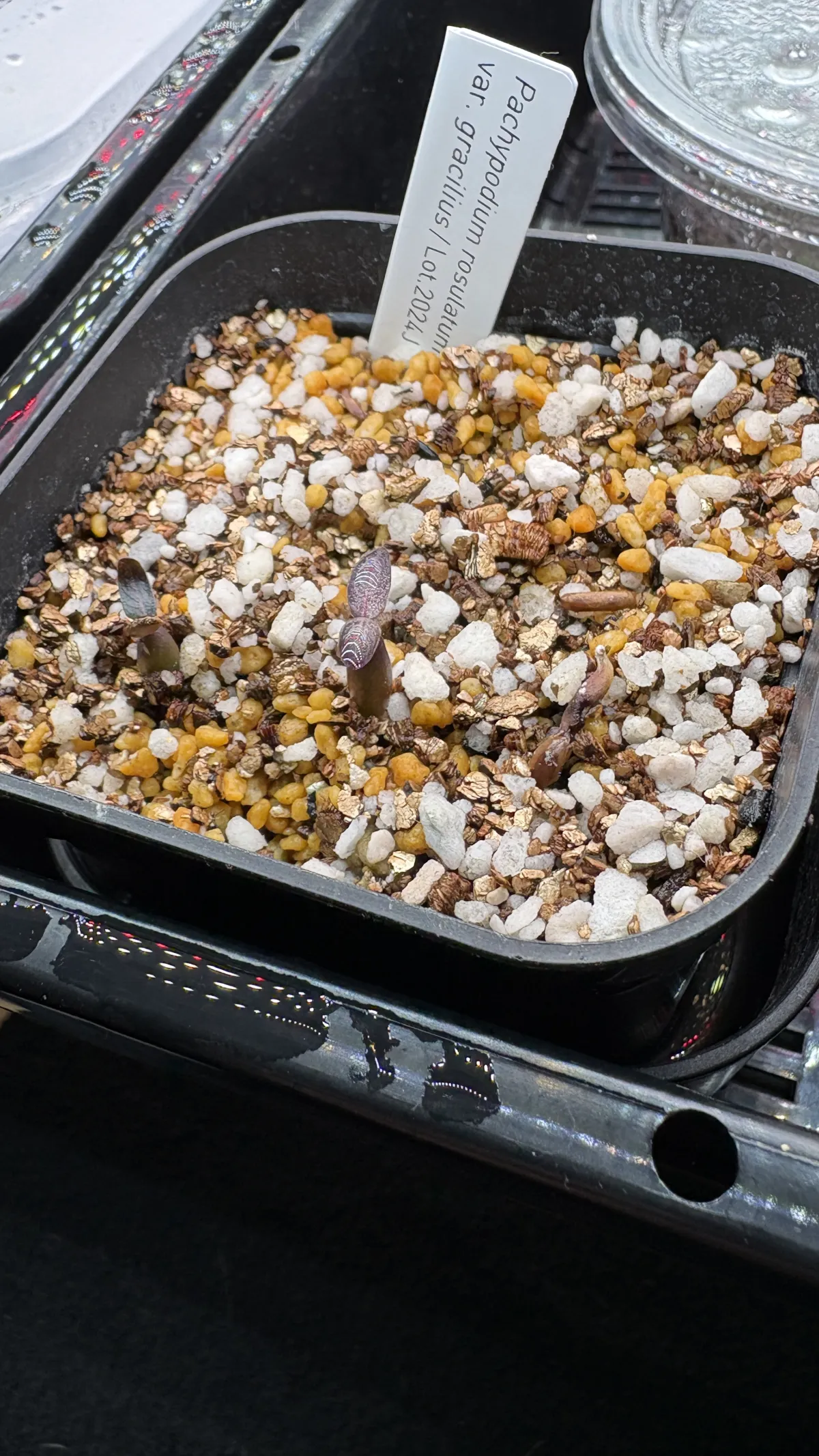 Pachypodium rosulatum var. gracilius (パキポディウム グラキリス)