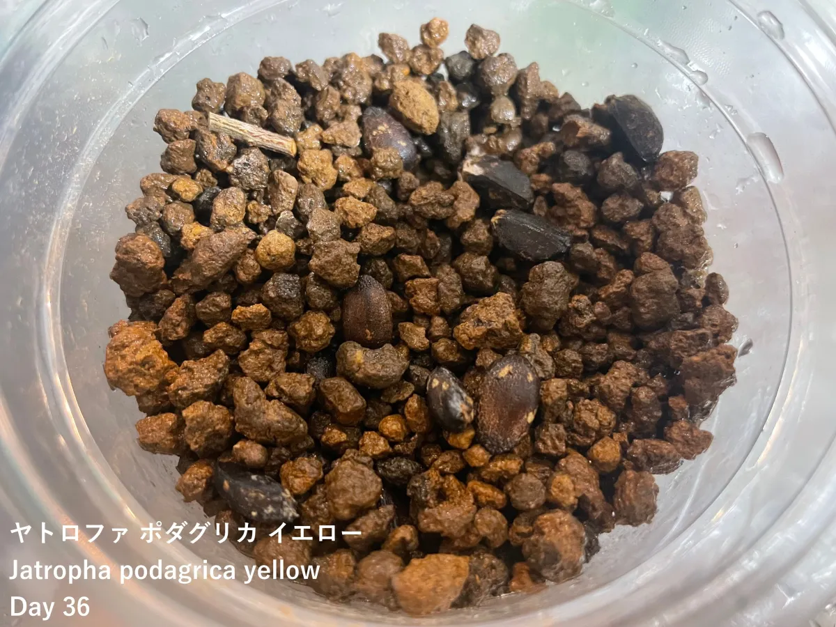 Jatropha podagrica yellow (ヤトロファ ポダグリカ イエロー 'サンゴ油桐')