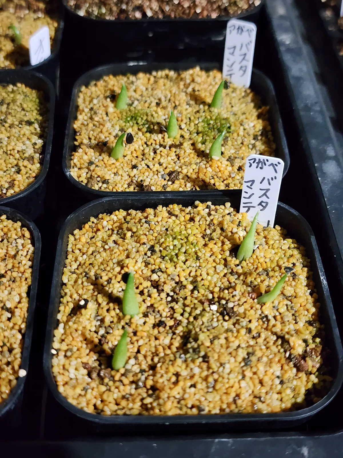 Agave victoriae-reginae 'Bustamante' (アガベ バスタマンテ)