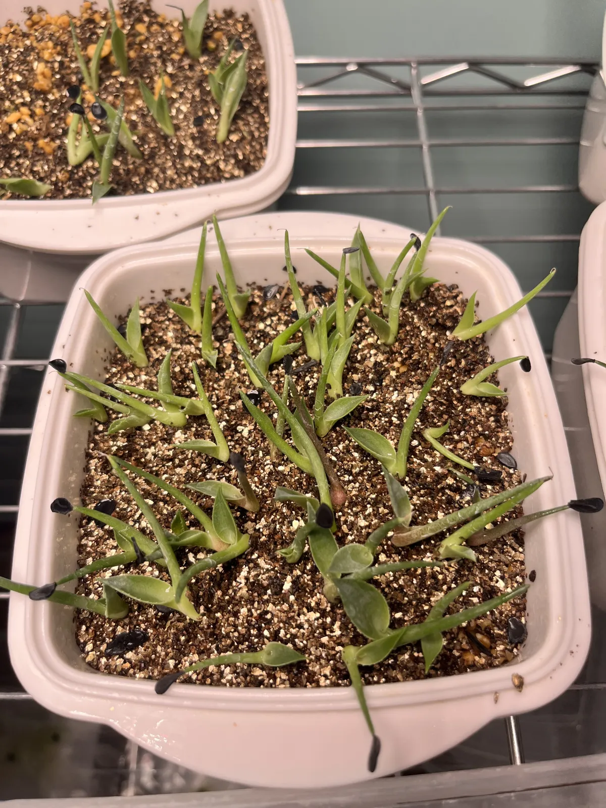 Agave parryi var. truncata (アガベ パリー トランカータ)