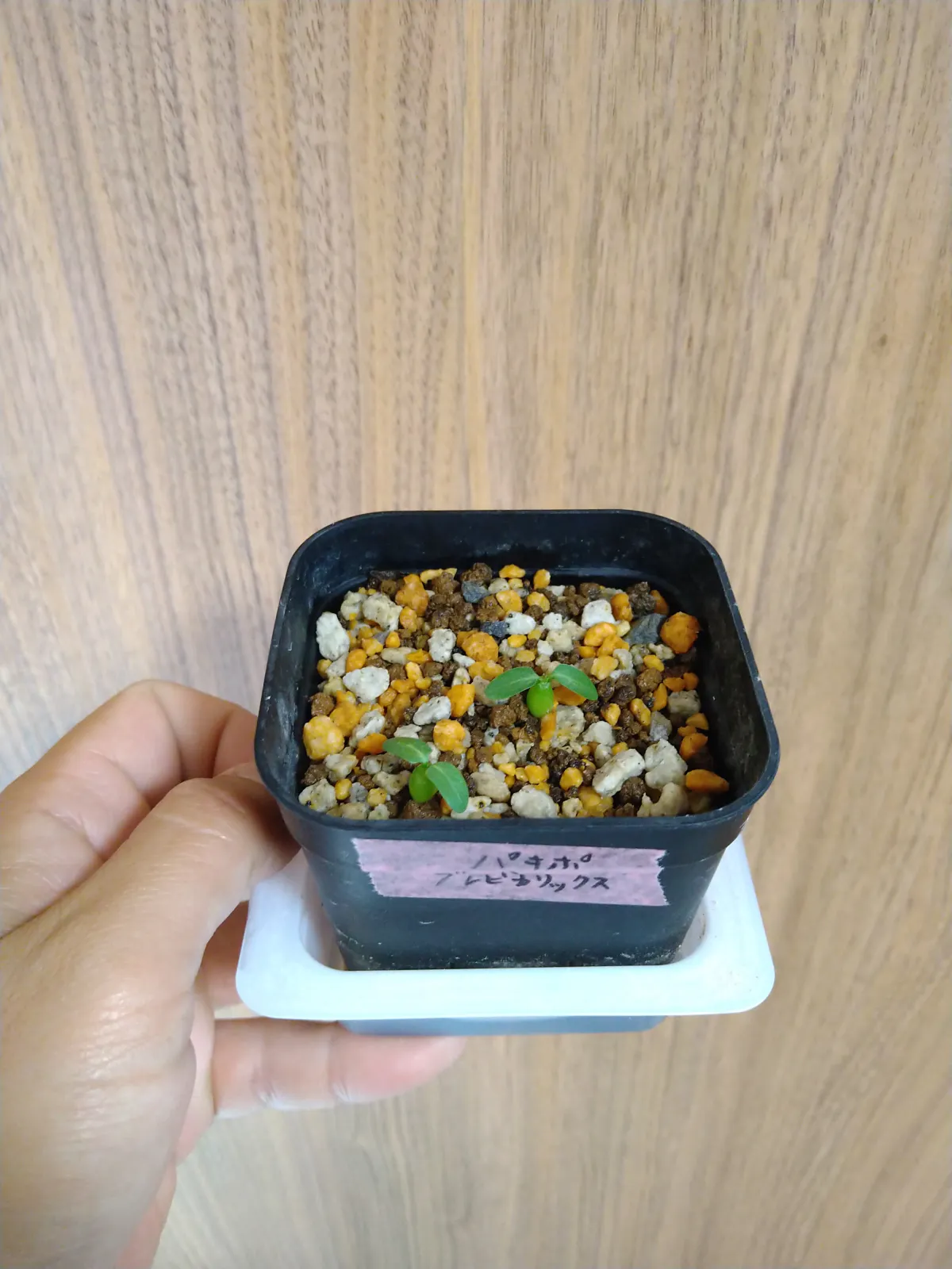 Pachypodium densiflorum var. brevicalyx (パキポディウム ブレビカリックス)