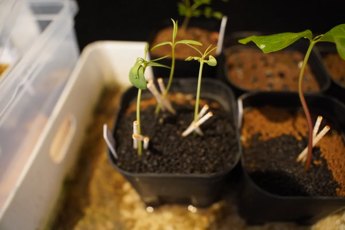 Euphorbia balsamifera (ユーフォルビア バルサミフェラ)