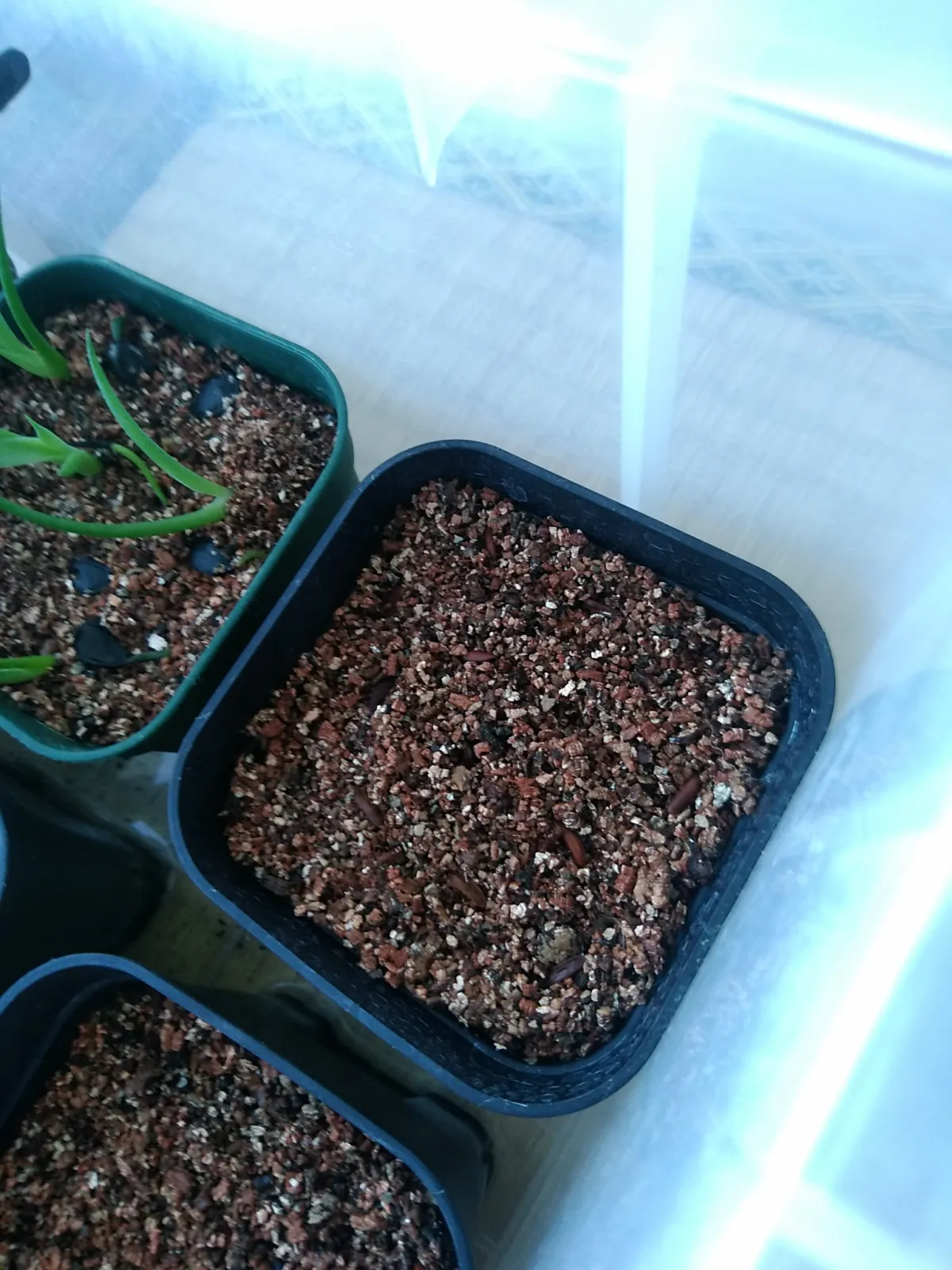 [無料種子] 発芽難 パキポディウム グラキリス　 Pachypodium rosulatum var. gracilius