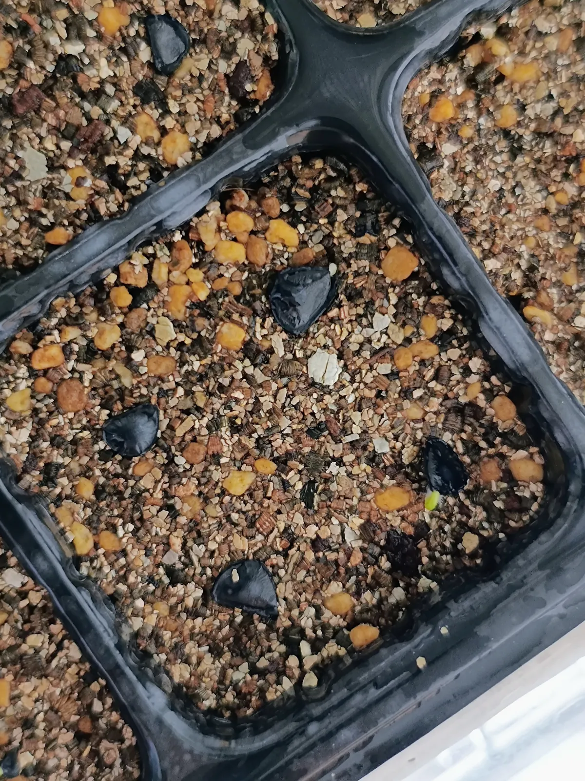 Agave hookeri (アガベ フーケリ)