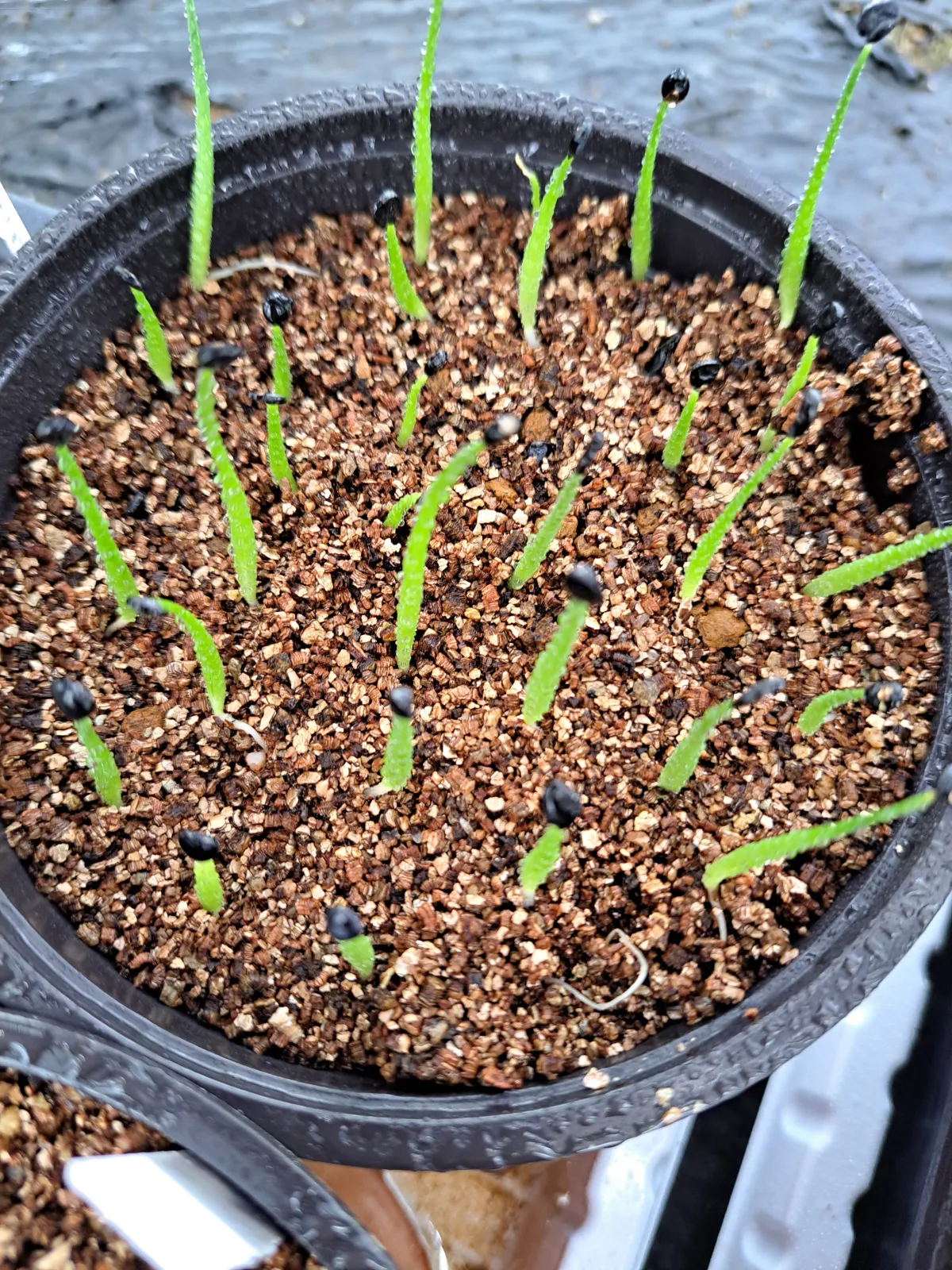 Agave utahensis ssp. kaibabensis (アガベ カイバベンシス)