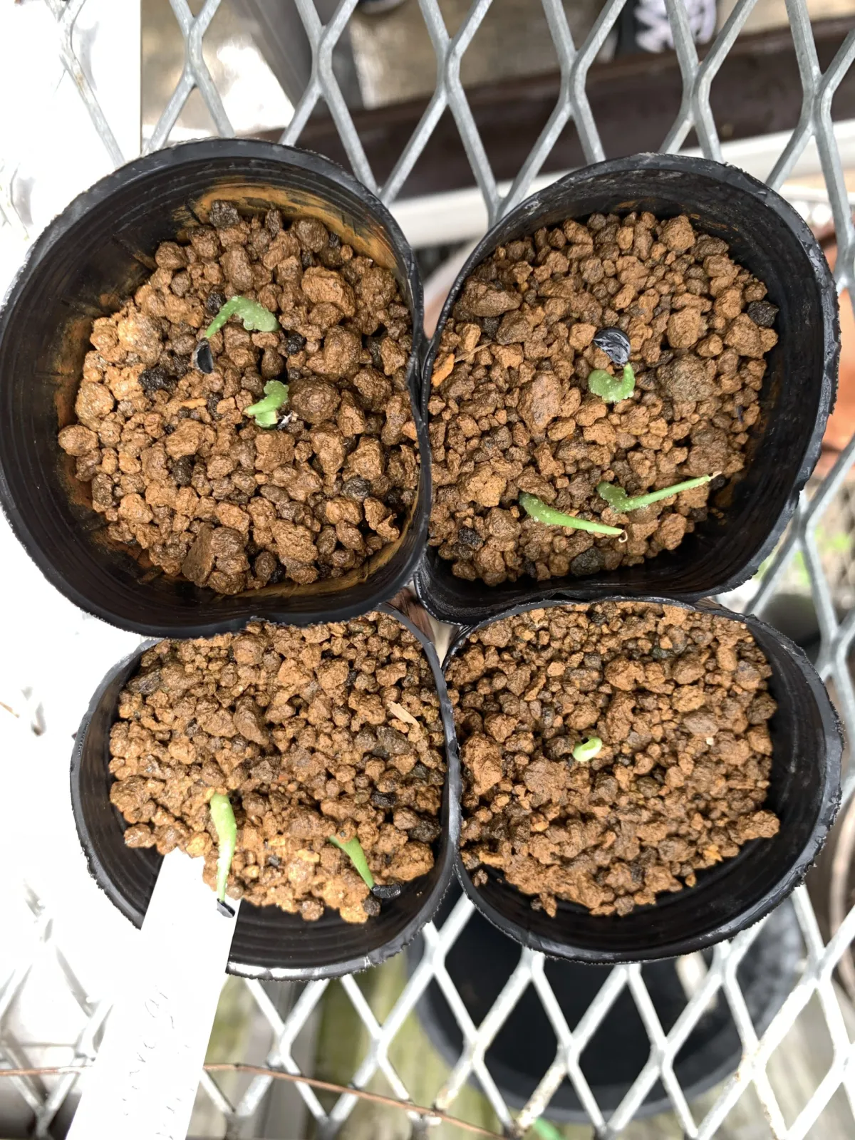 Agave ghiesbreghtii 'Purpusorum' (アガベ パルプソーラム)