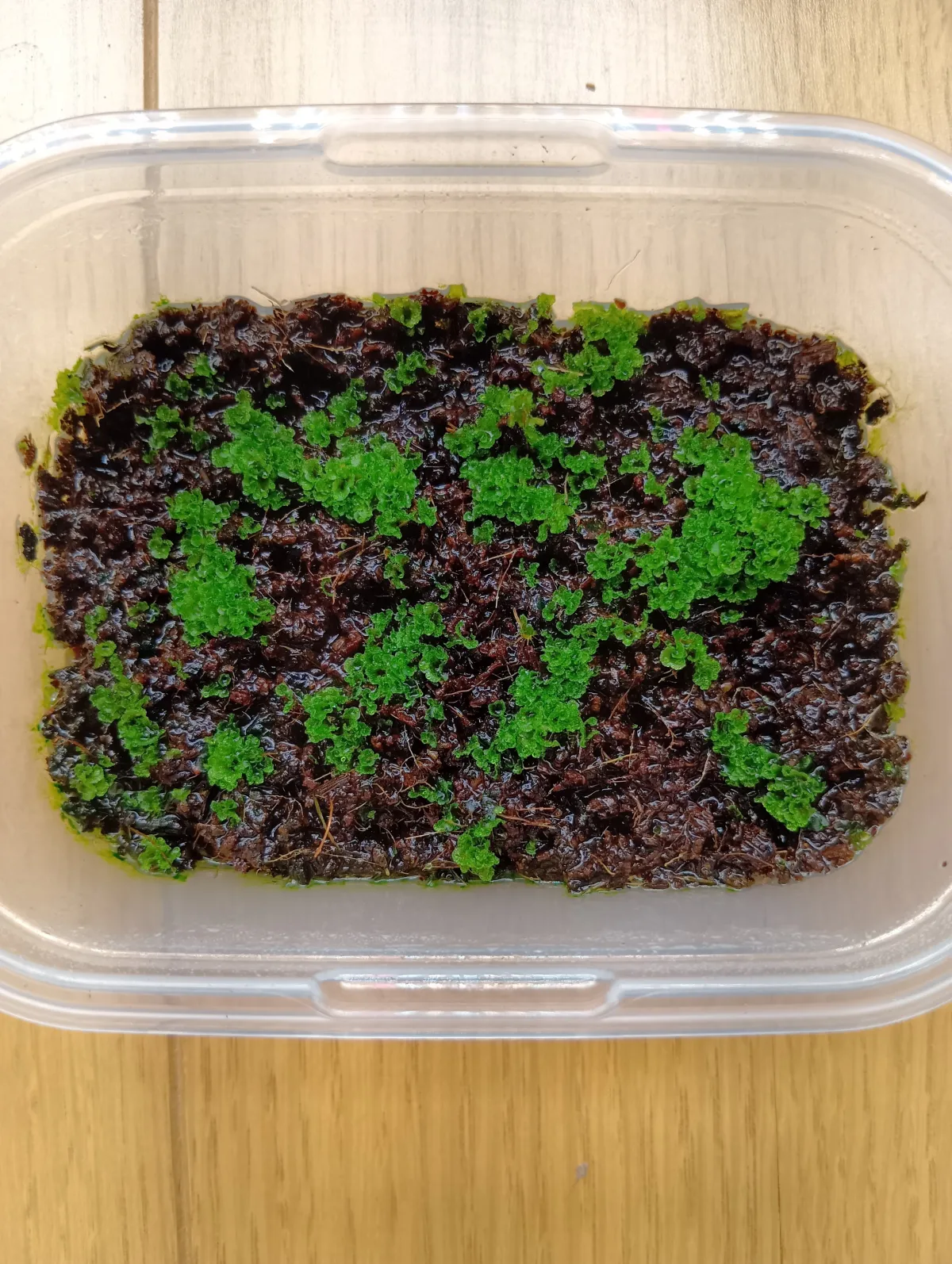 Platycerium ridleyi (ビカクシダ リドレイ)