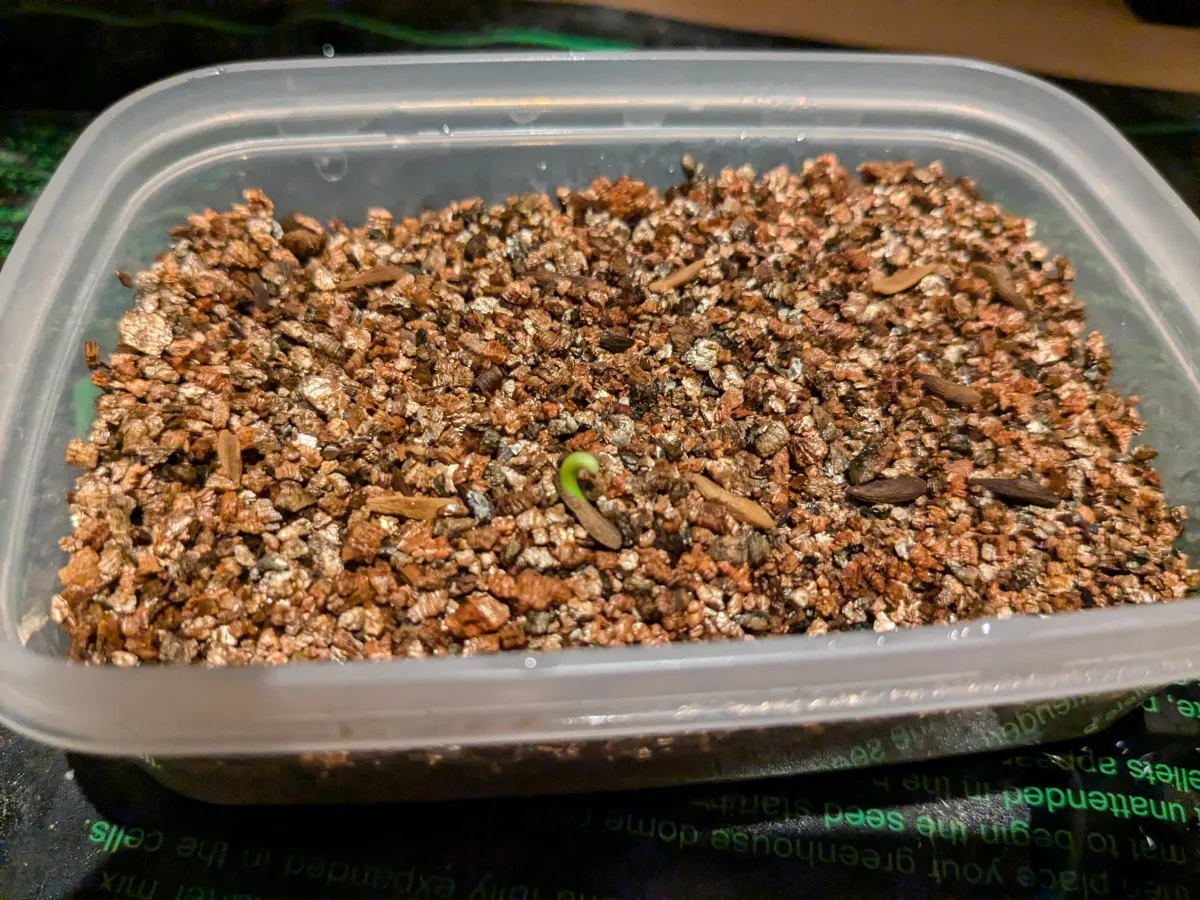 Pachypodium ambongense (パキポディウム アンボンゲンセ)