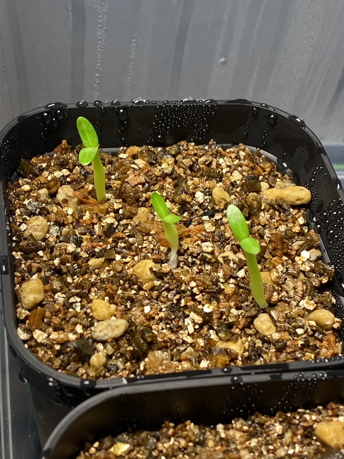 Pachypodium rosulatum var. gracilius (パキポディウム グラキリス)