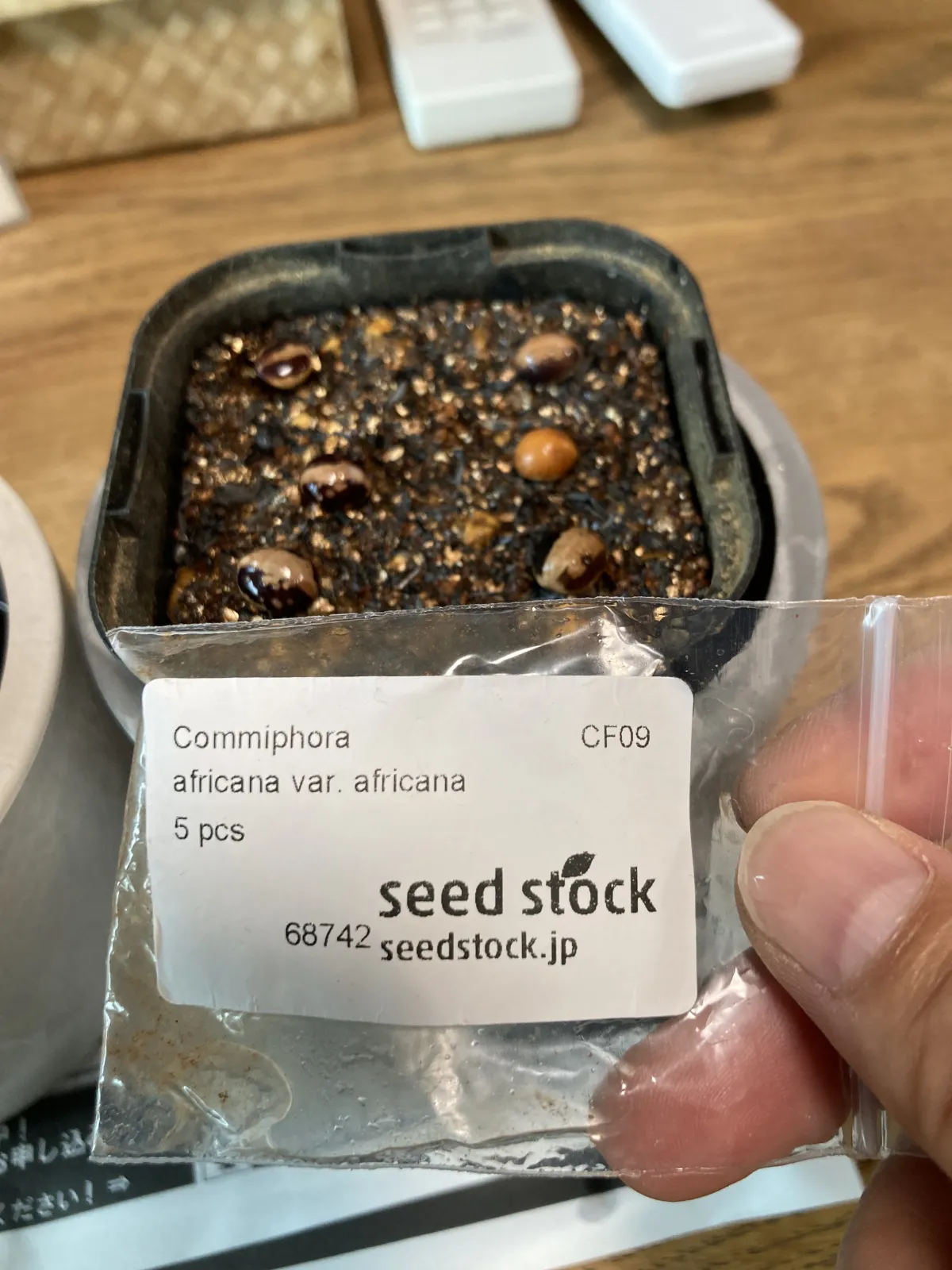 Commiphora africana var. africana (コミフォラ アフリカーナ)