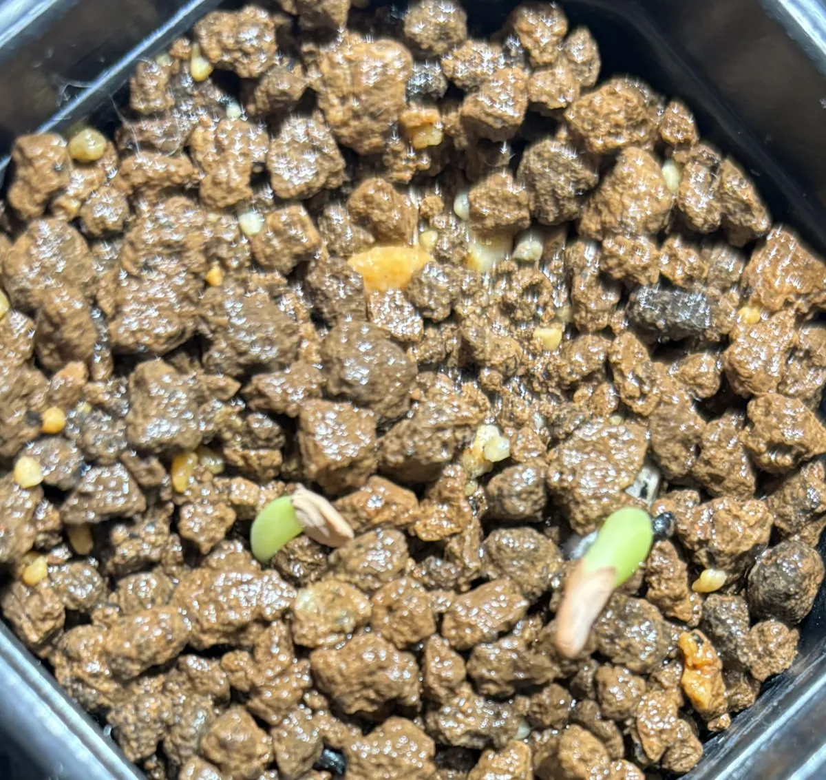 Pachypodium rosulatum ssp. rosulatum (パキポディウム ロスラーツム)