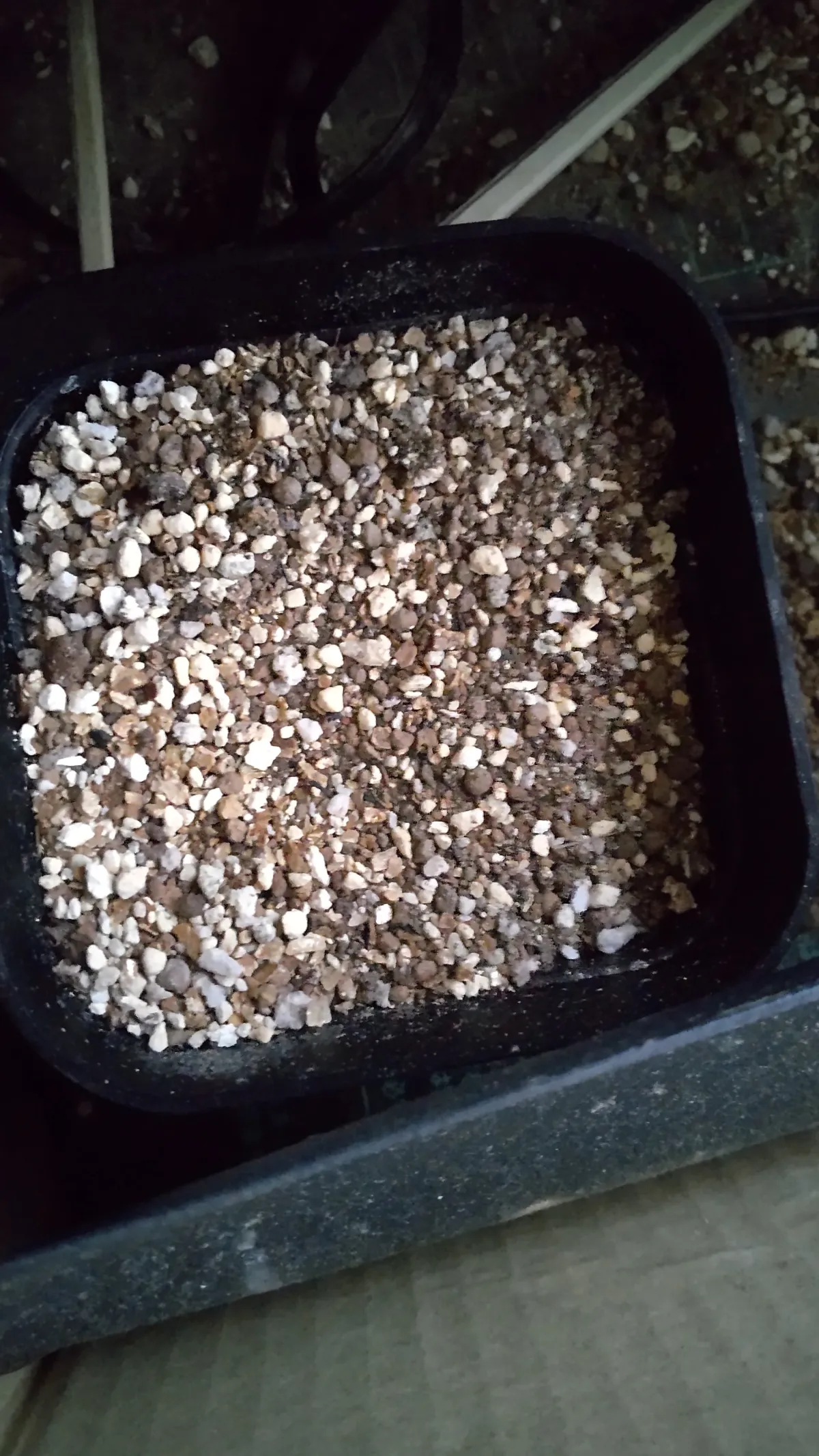 Dasylirion longissimum var. longissimum (ダシリリオン ロンギシマム)