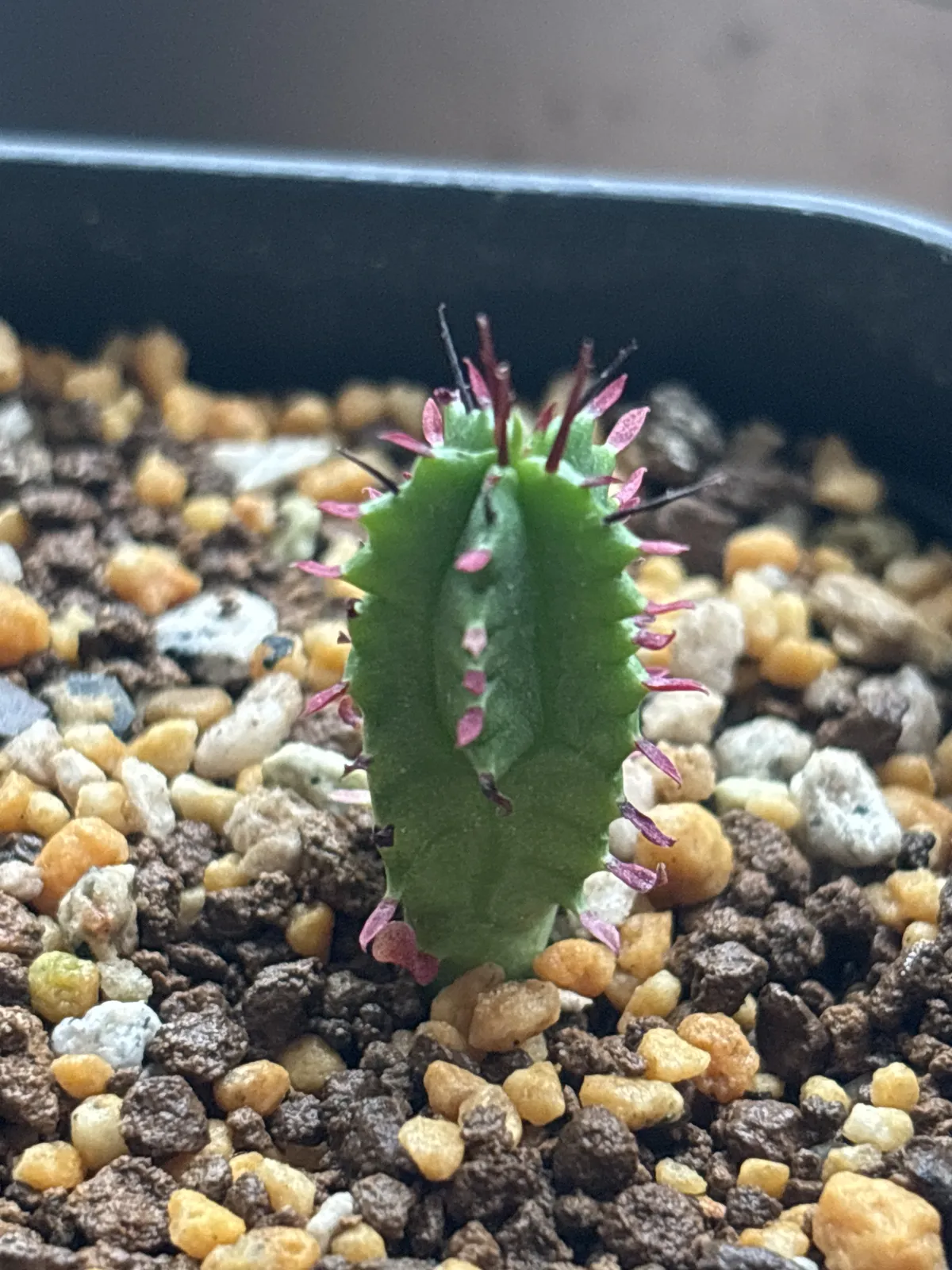 Euphorbia enopla (ユーフォルビア エノプラ 紅彩閣)