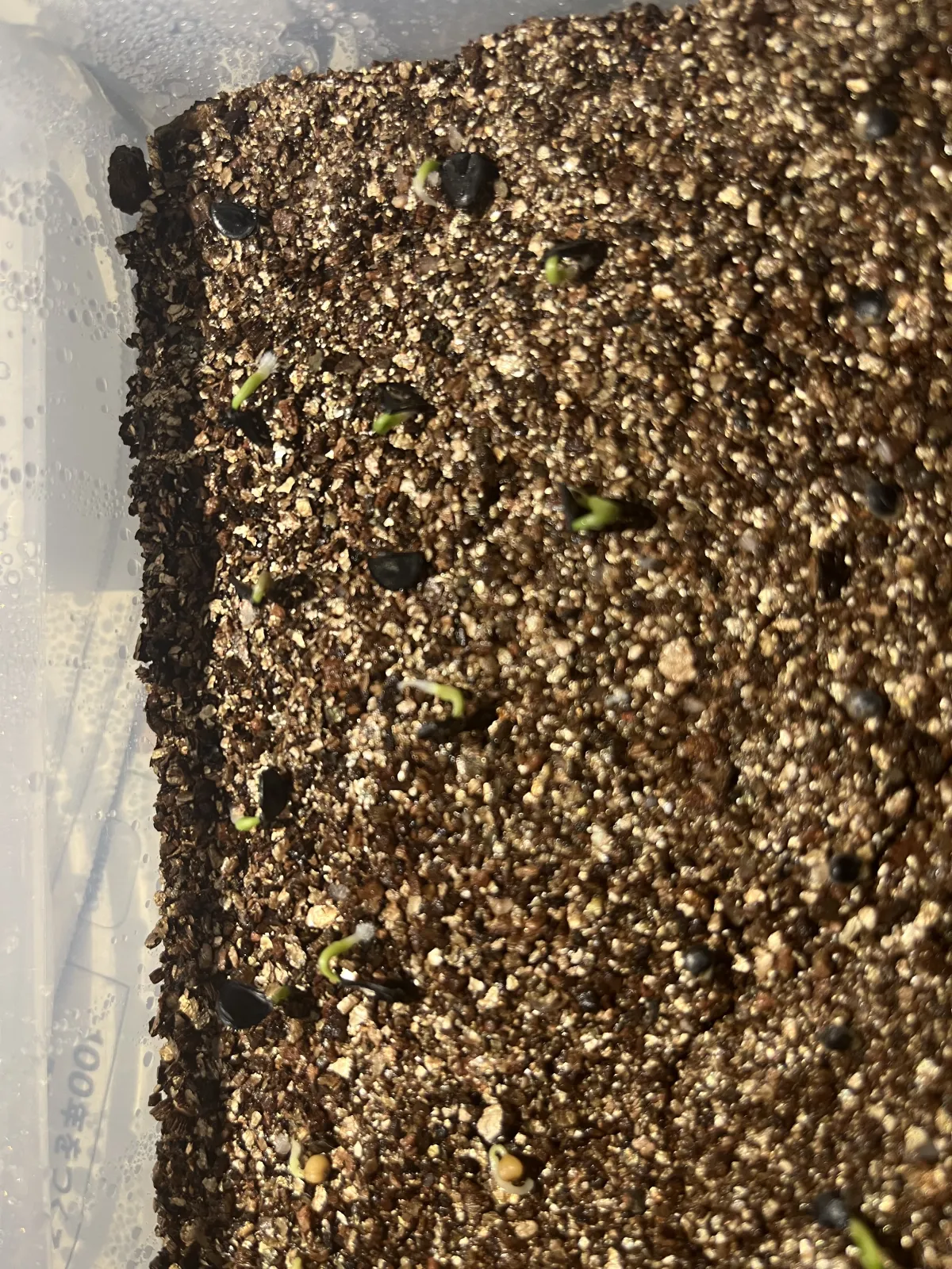 Agave utahensis var. eborispina (アガベ エボリスピナ)