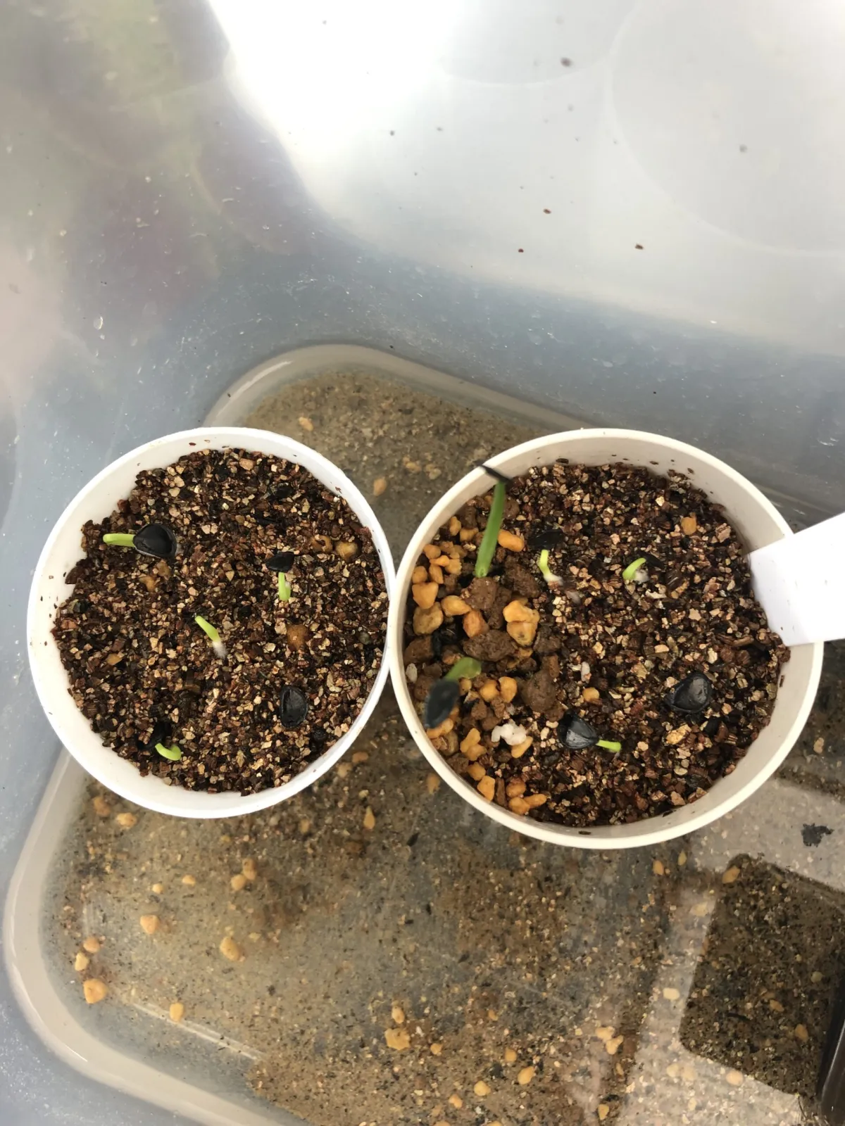 Agave montana (アガベ モンタナ)