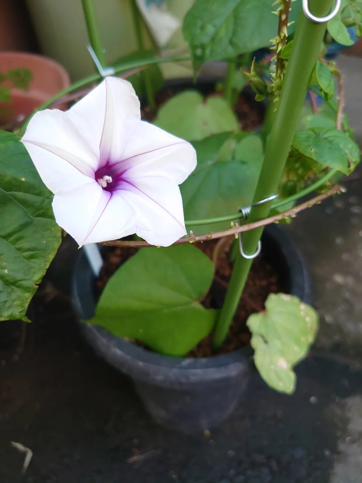 Ipomoea Ipomoea sp. (イポメア)