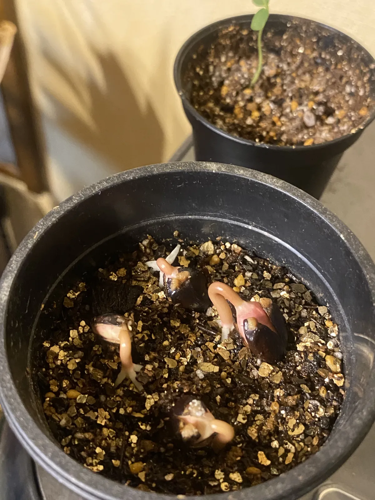 Jatropha podagrica 'Red' (ヤトロファ ポダグリカ レッド 'サンゴ油桐')