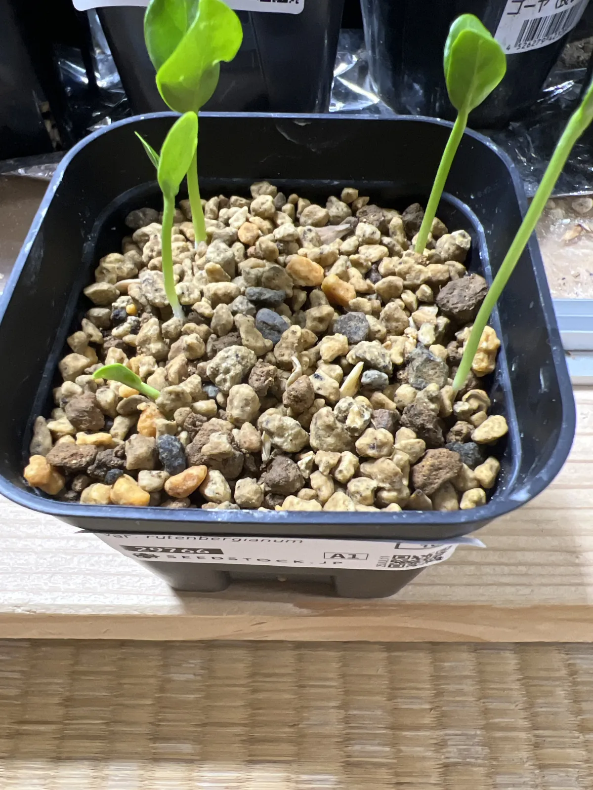 Pachypodium rutenbergianum var. rutenbergianum (パキポディウム ルテンベルギアナム)