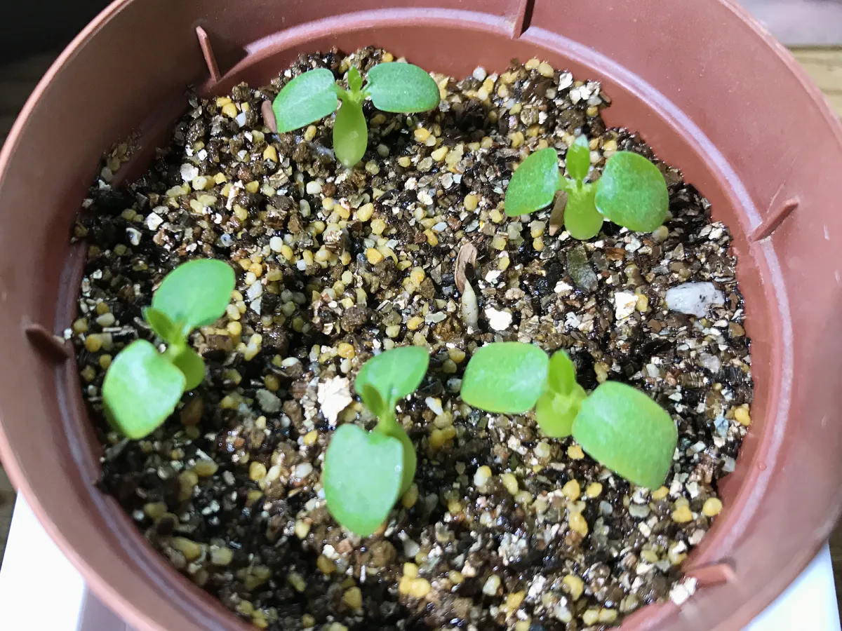 Pachypodium enigmaticum (パキポディウム エニグマチカム)