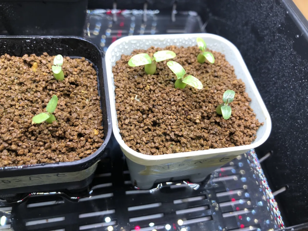 Pachypodium horombense (パキポディウム ホロンベンセ)