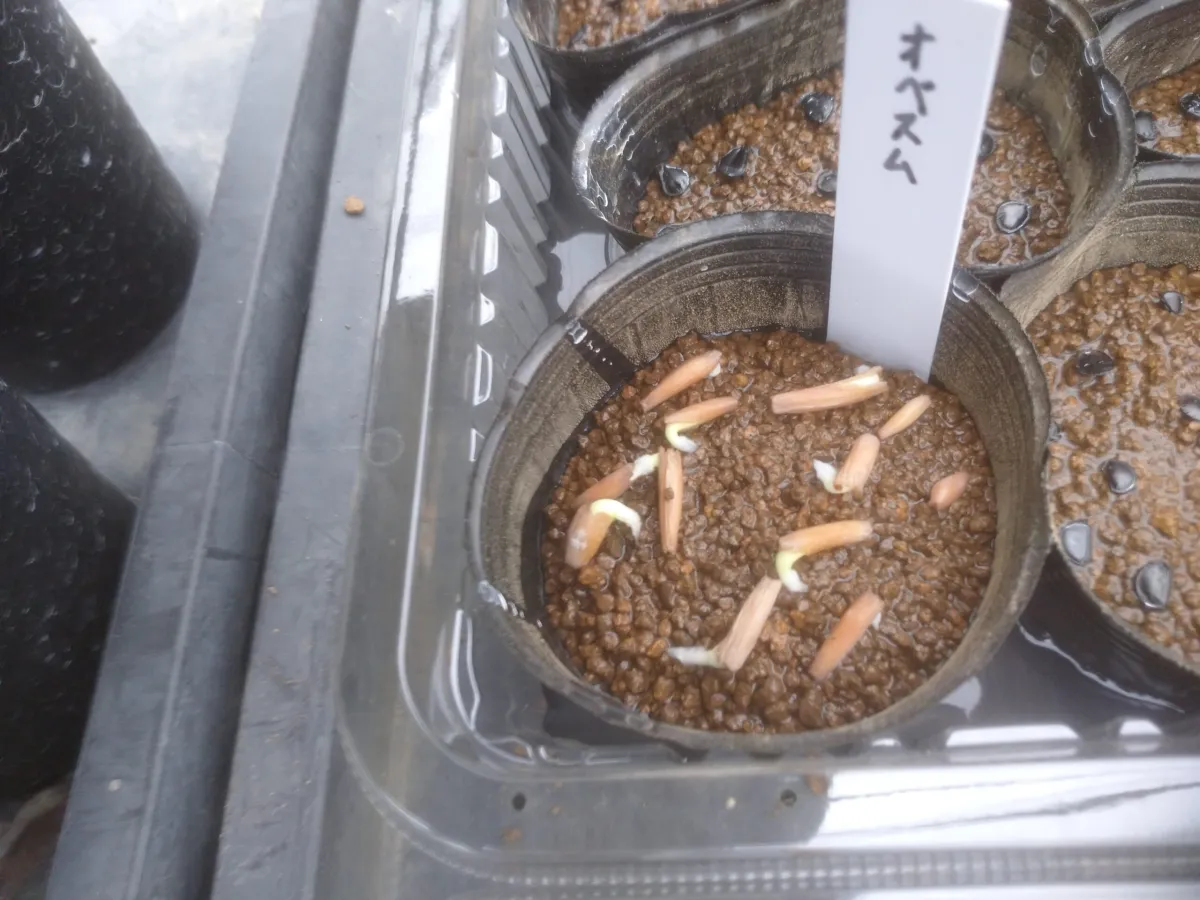 Adenium obesum (アデニウム オベスム)