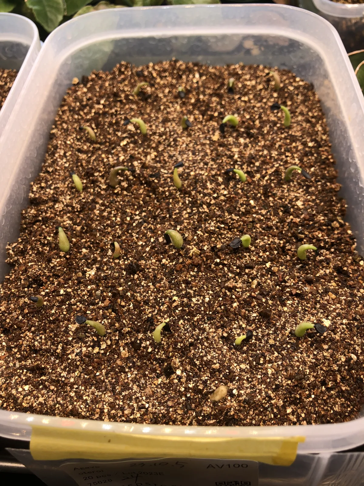 Agave oteroi (アガベ オテロイ)