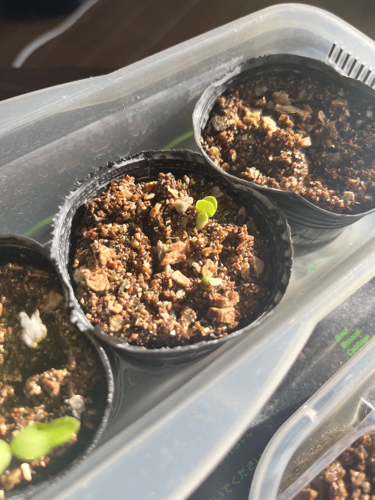 Fockea edulis (フォッケア 火星人)