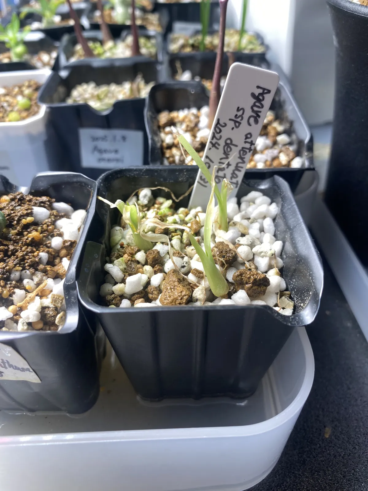 Agave attenuata subsp. dentata (アガベ アテナータ デンタータ)