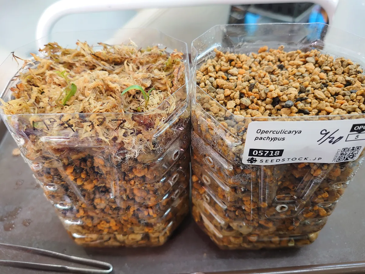 Operculicarya pachypus (オペルクリカリア パキプス)