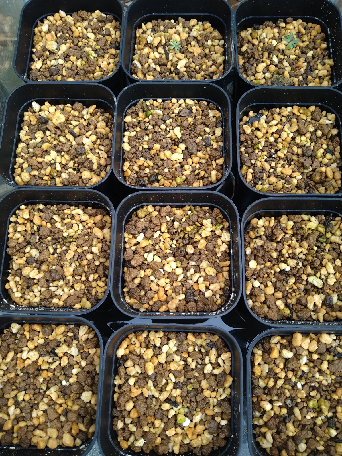 Boswellia sacra (ボスウェリア サクラ)