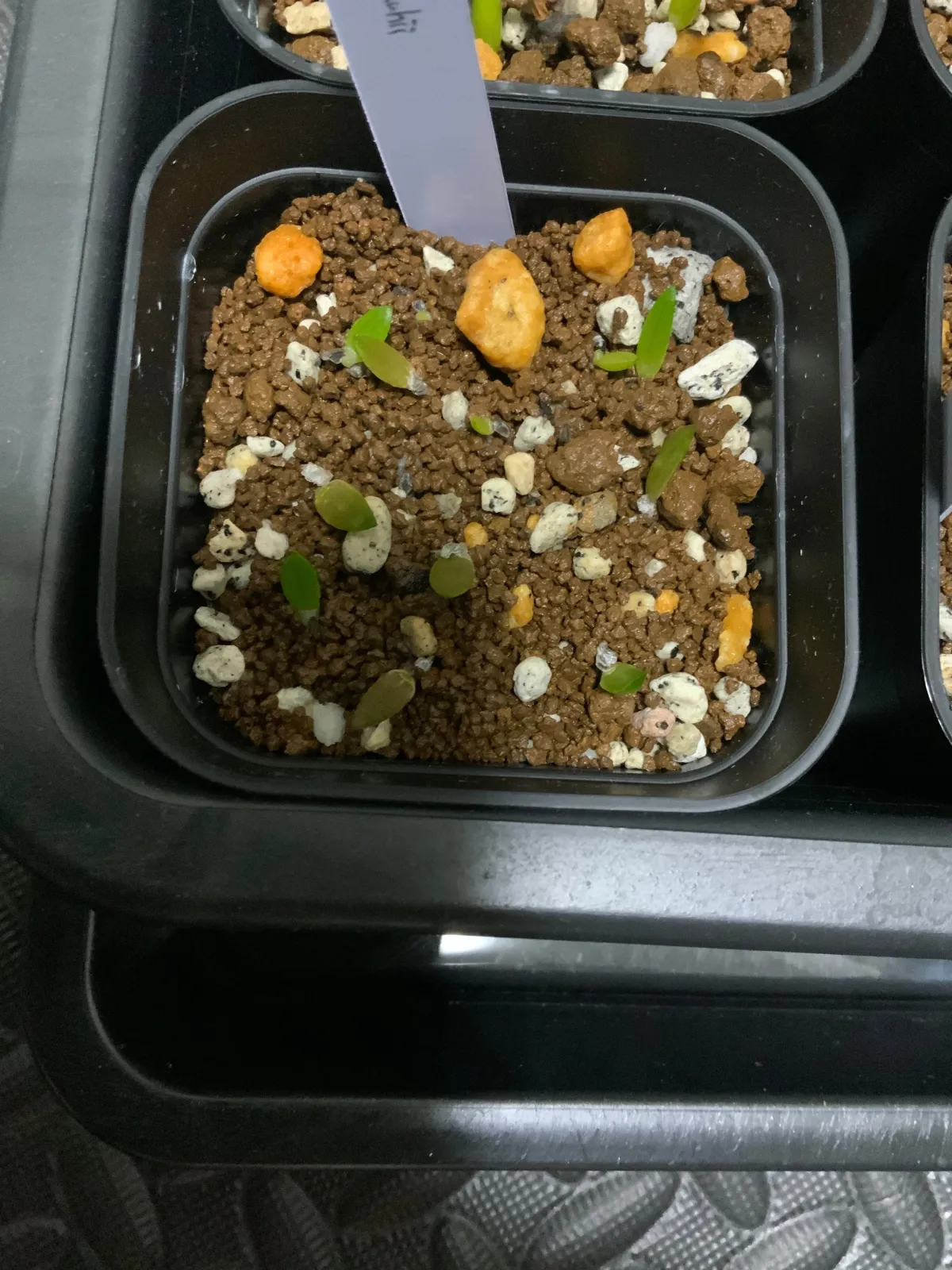 Aloe rauhii (アロエ ラウヒー)