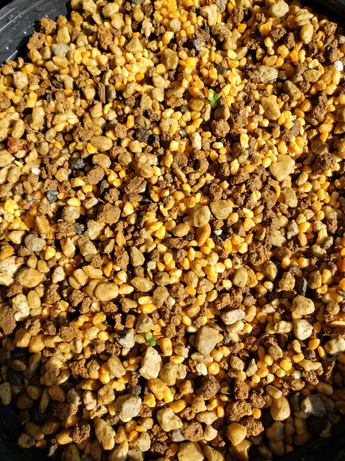 [モニター種子] パキポディウム ブレビカウレ Pachypodium brevicaule ssp. brevicaule