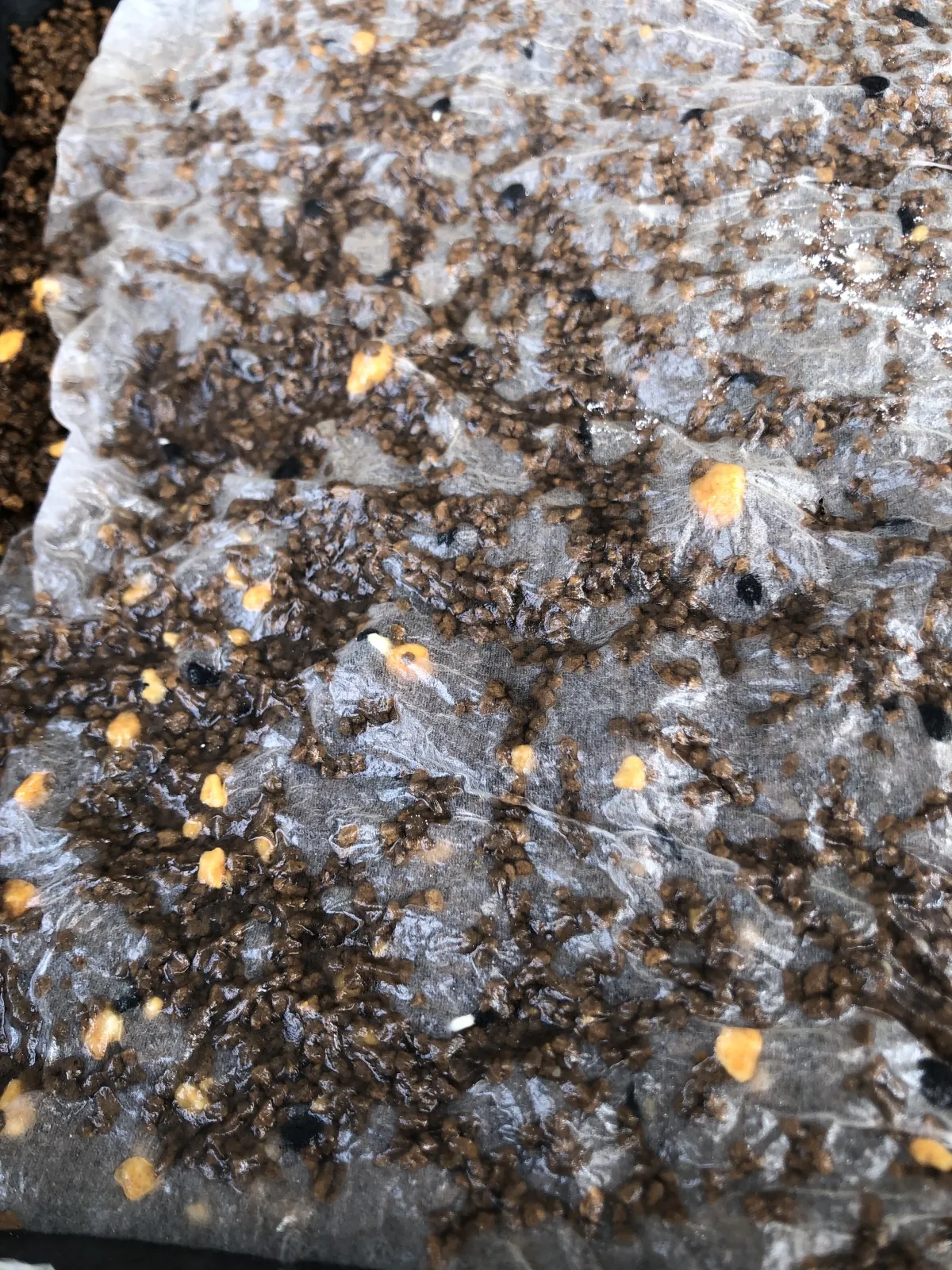 Agave titanota 'Blue' (アガベ チタノタブルー)