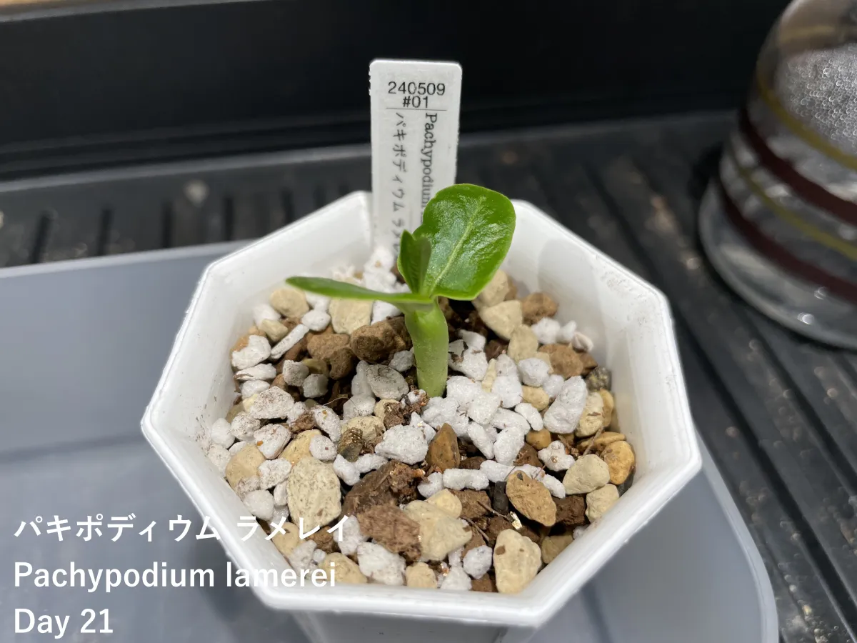 Pachypodium lamerei (パキポディウム ラメレイ 夢叶棒)
