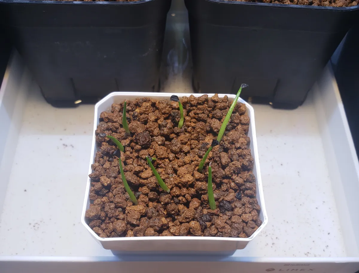 Agave bracteosa (アガベ ブラクテオーサ)