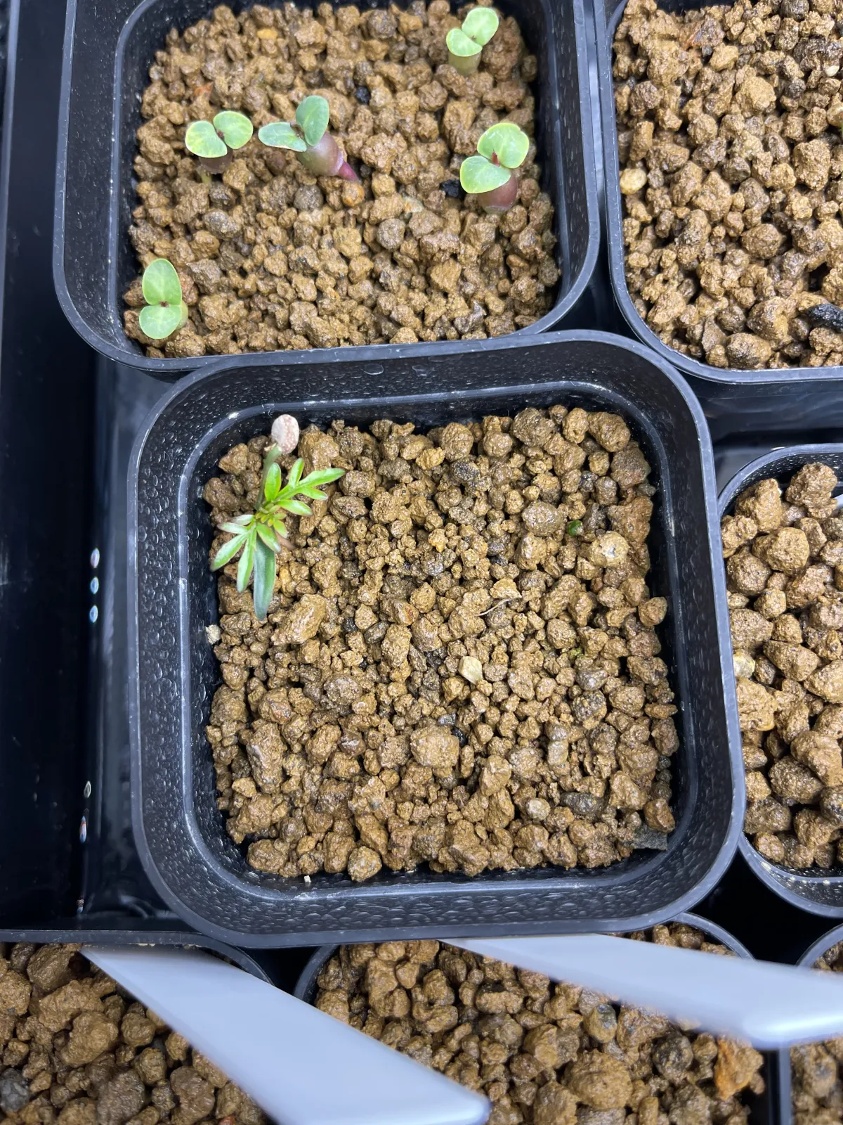 Operculicarya pachypus (オペルクリカリア パキプス)