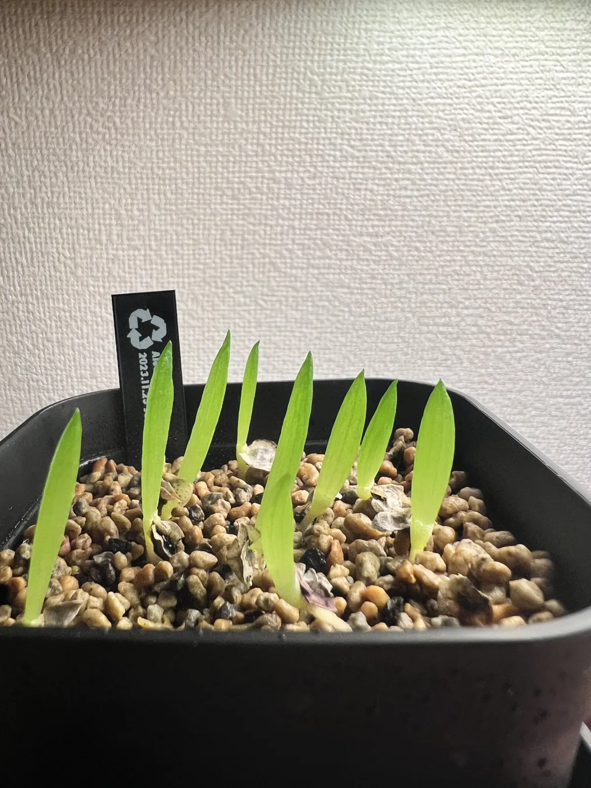 Aloe dichotoma (アロエ ディコトマ)