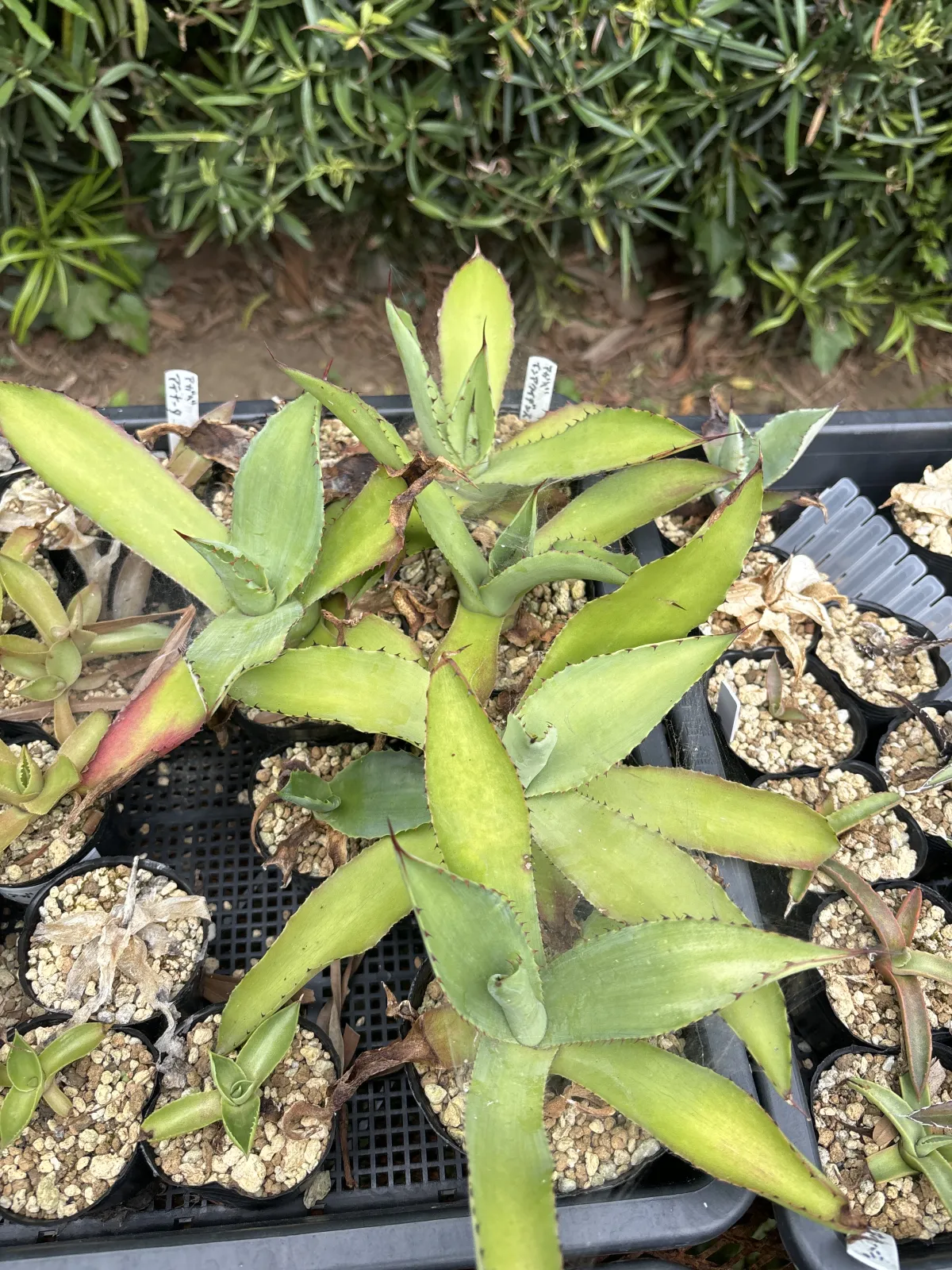 Agave inaequidens 'Ashy White' (アガベ インアクイデンス アッシーホワイト)