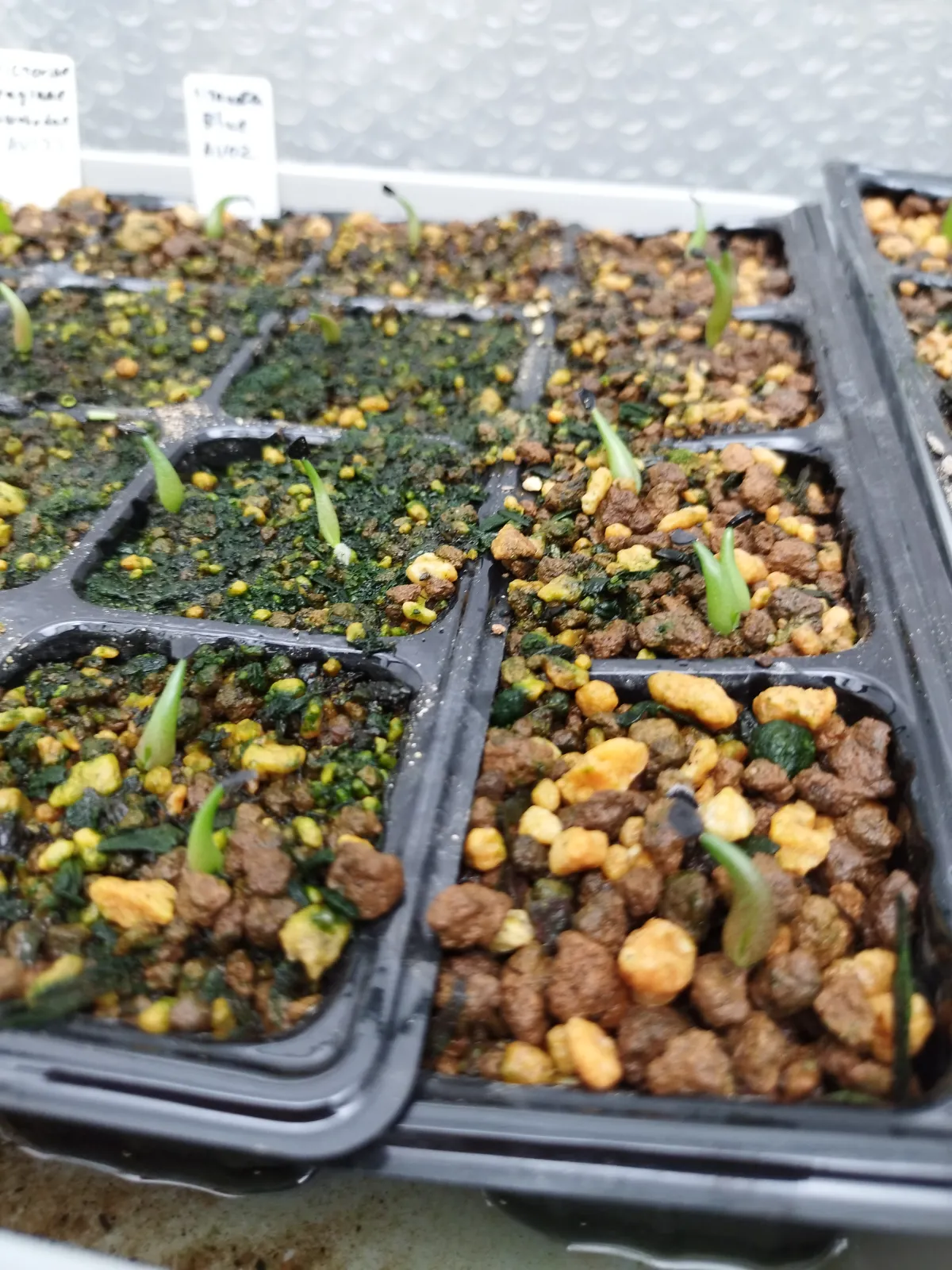 Agave titanota 'Blue' (アガベ チタノタブルー)