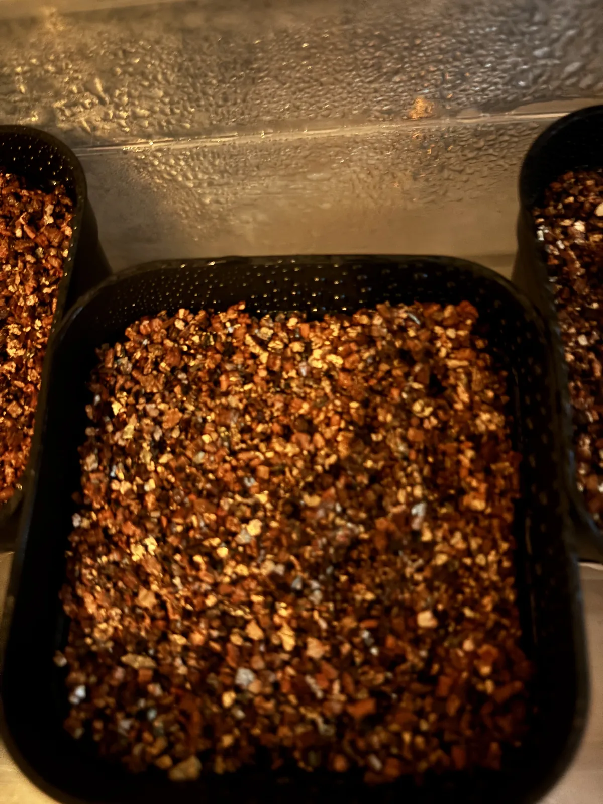 Ariocarpus kotschoubeyanus var. macdowellii (アリオカルプス マクドウェリイ)