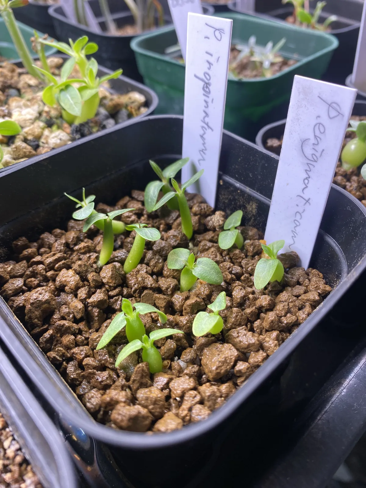 Pachypodium rosulatum var. inopinatum (パキポディウム イノピナツム)