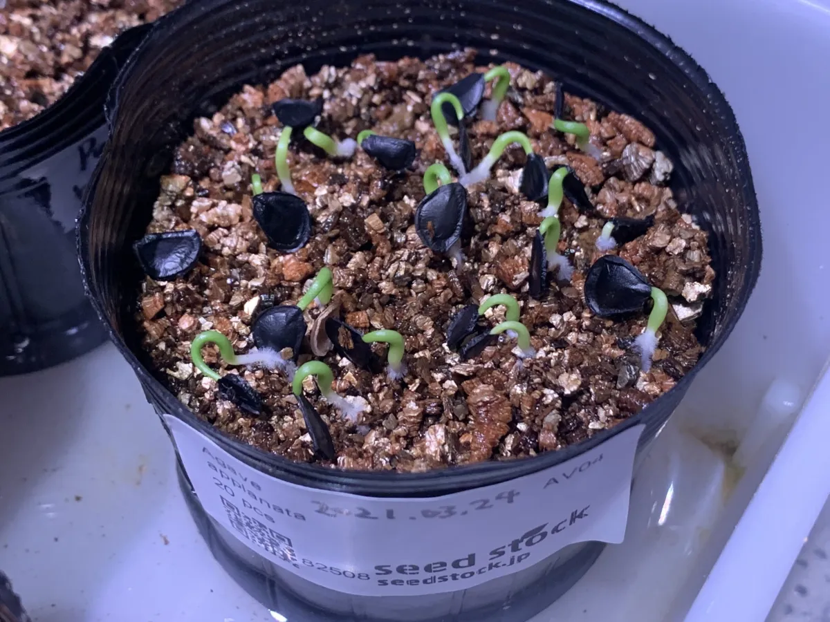 Agave applanata (アガベ アプラナータ 孫悟空)