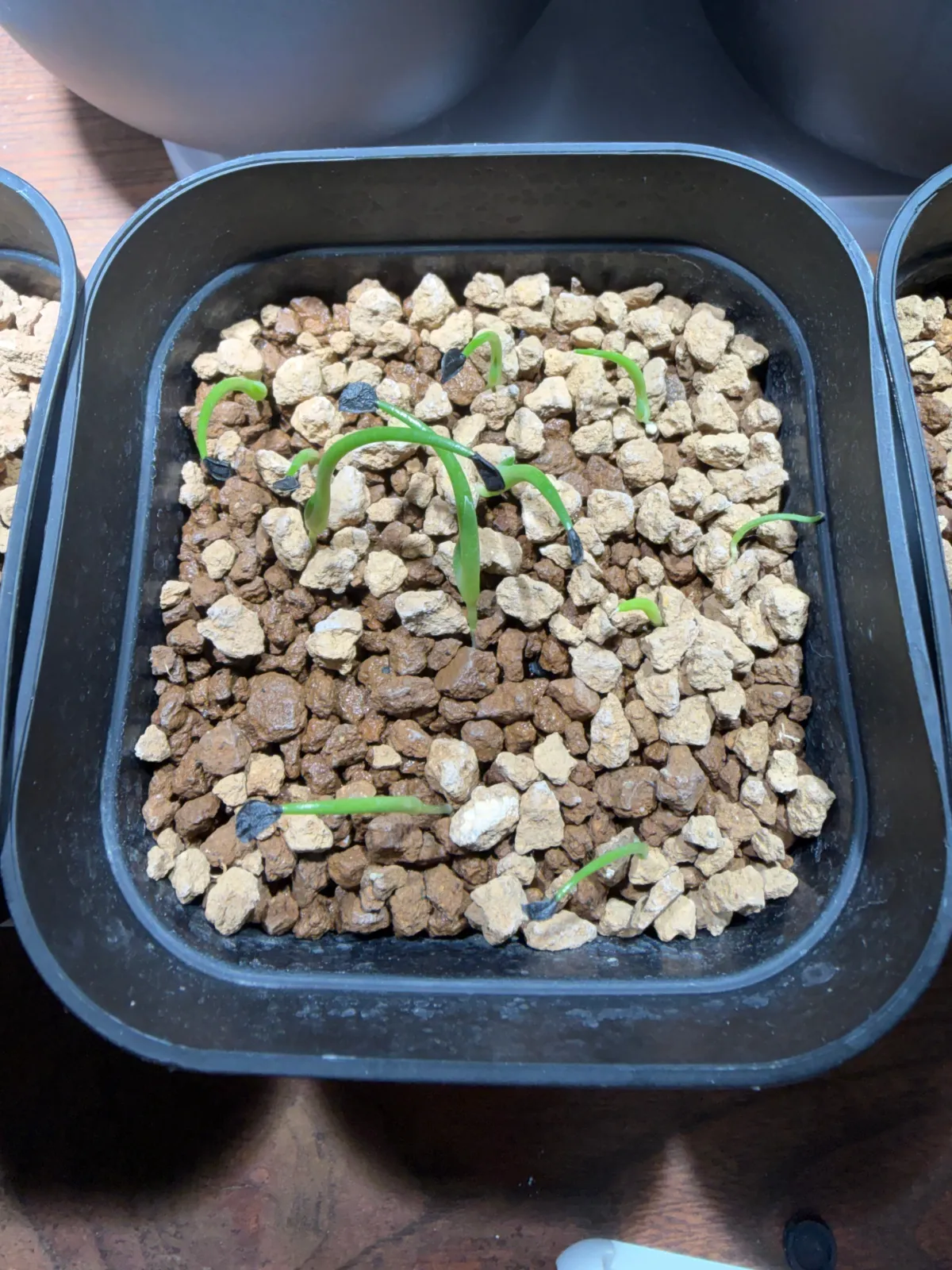 Agave horrida ssp. horrida (アガベ ホリダ)