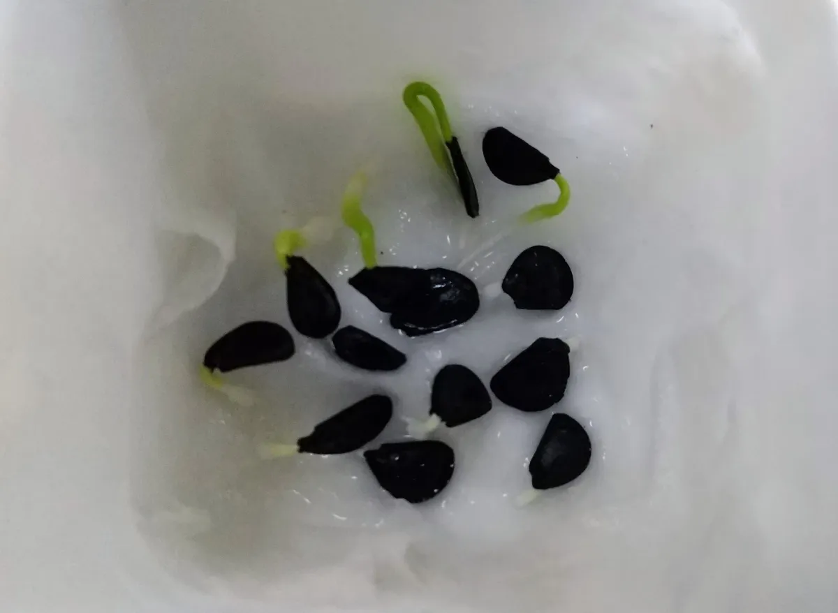 Agave parryi var. truncata (アガベ パリー トランカータ)