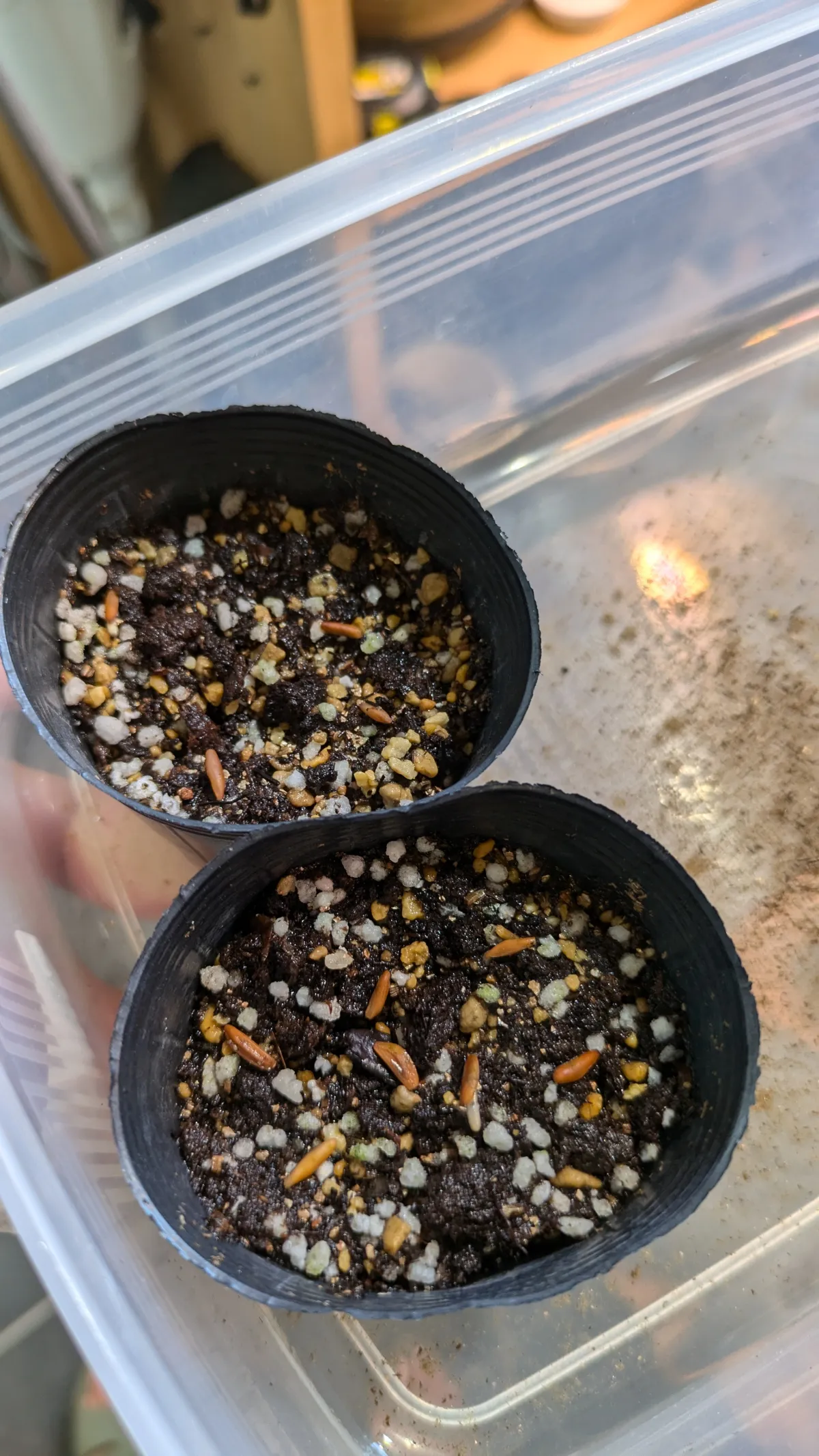 [無料種子] 発芽難 パキポディウム グラキリス　 Pachypodium rosulatum var. gracilius