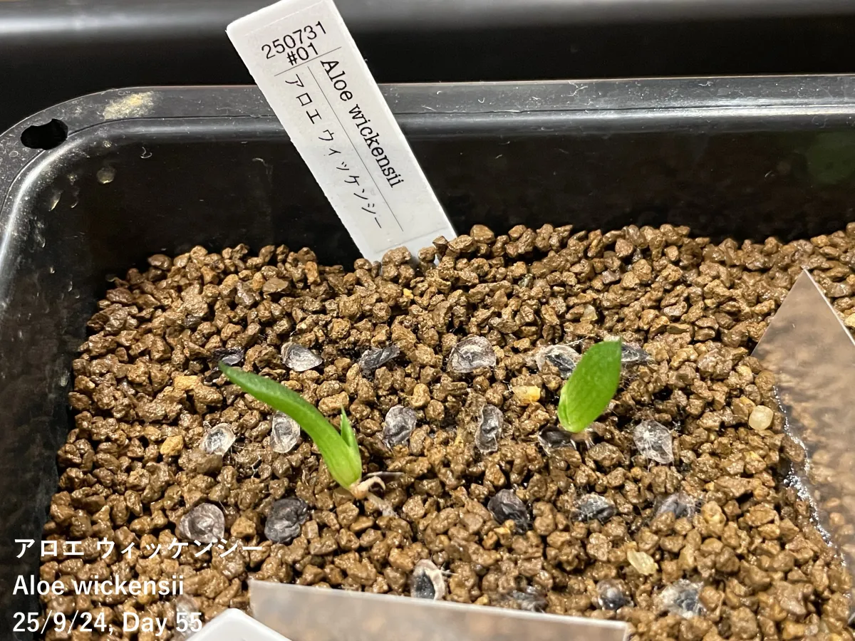 Aloe wickensii (アロエ ウィッケンシー)
