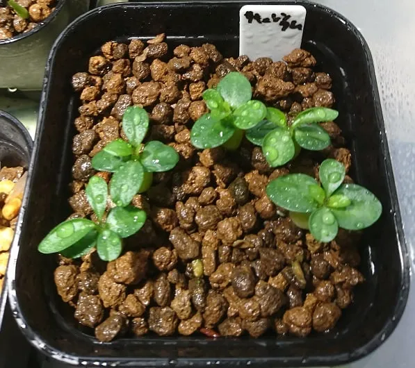 Pachypodium succulentum (パキポディウム サキュレンタム 天馬空)