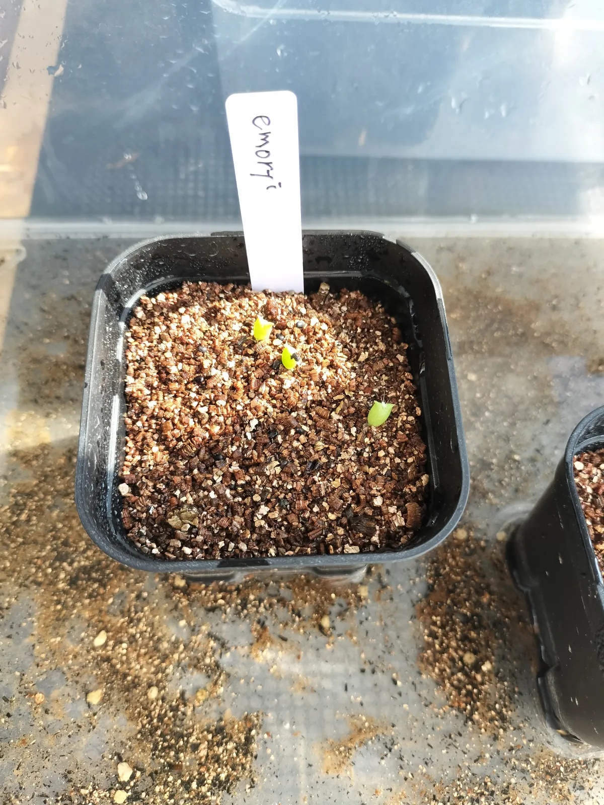 Ferocactus emoryi ssp. emoryi (フェロカクタス エモリー)