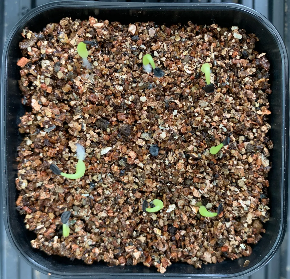 Agave titanota 'Blue' (アガベ チタノタブルー)